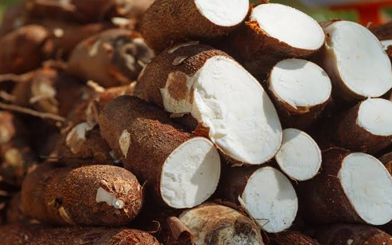 Freshly harvested and cut Sri Lankan tapioca cassava roots